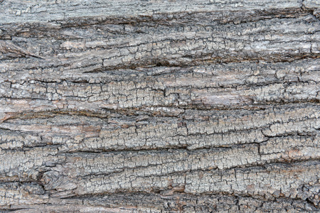 Bark tree texture