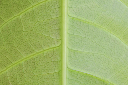 Macro leaf texture
