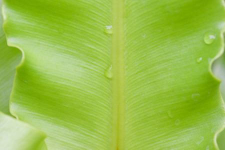 Green leaf textureの写真素材