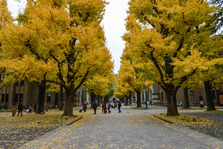 December 2016 in Tokyo Japan - Ginkgo leaves change color at Tokyo universityのeditorial素材