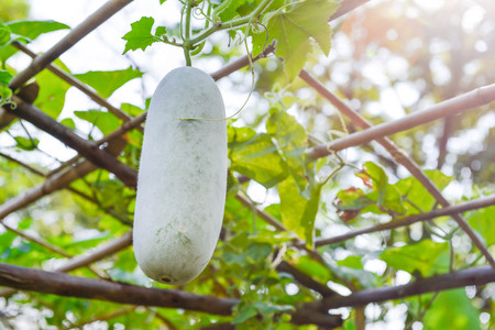 Winter melon in the vegetable gardenの写真素材