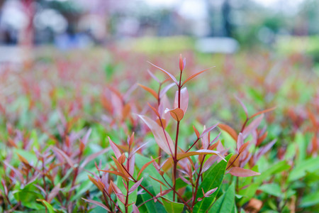 The young shoots of the plantの写真素材