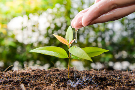 Human hand is watering the plant on the groundの写真素材