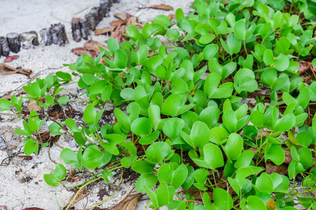 Beach morning glory on the white sandの写真素材