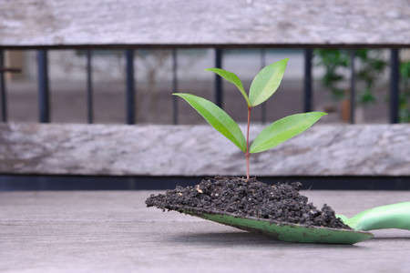 Plant is growing from a planting spoonの写真素材