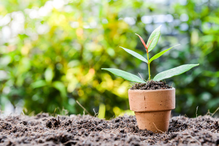potted plants is on the soilの写真素材
