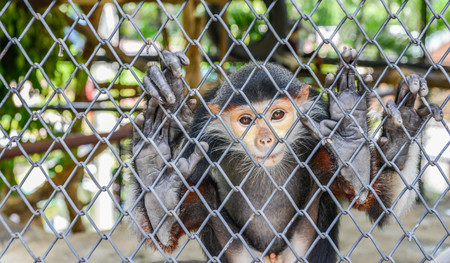 Red shanked douc in the zooの写真素材