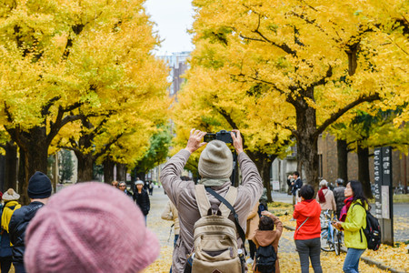 Dec 2016 in Tokyo Japan - People are taking the photo of Ginkgo leaves in Tokyo Universityのeditorial素材