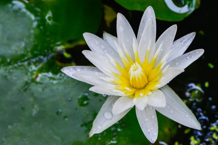 White lotus in the lotus bowlの写真素材