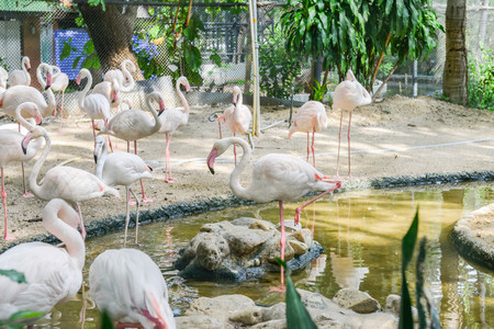 Flamingo bird in the zooの写真素材