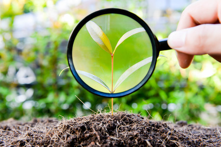 human hand is using magnifying glass to the growing plantの写真素材