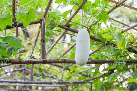 Winter melon in the vegetable gardenの写真素材