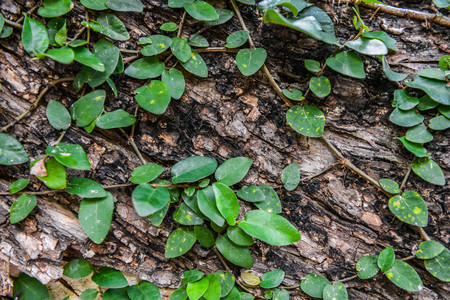 Creepers plant on the wooden wall as backgroundの写真素材