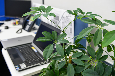 Plant grown in the office