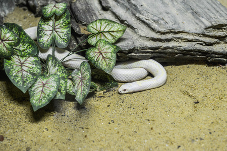Banana California kingsnake - Lampropeltis getula californiaの写真素材