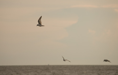 Birds fly by the sea in the eveningの写真素材
