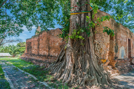 Bodhi Tree is beside the old Buddhist Churchの写真素材