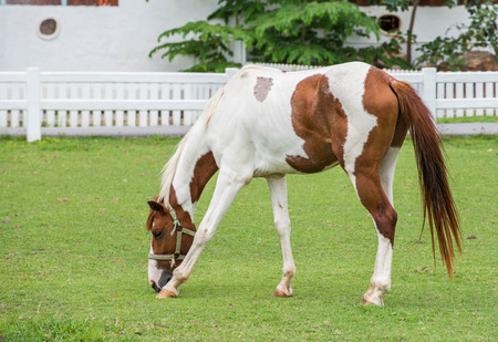 Horse is eating the grassの写真素材