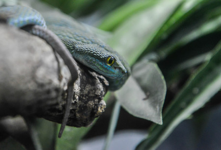 Green pit vipers on the tree branchの写真素材