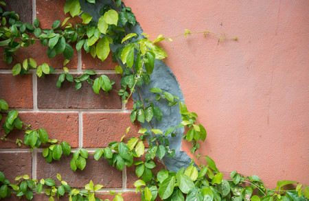 Plant on a brick wallの写真素材