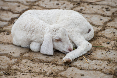 Sleeping sheep on the ground