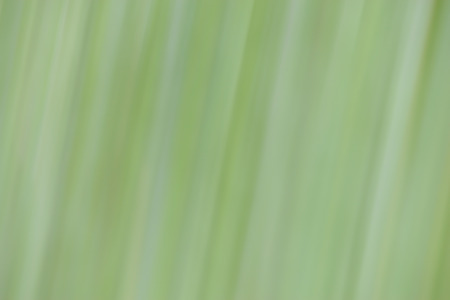 Blur nature background as abstract wallpaper