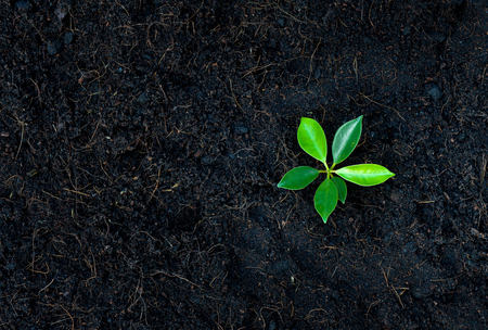 Young plant glowing from the soil - Top viewの写真素材
