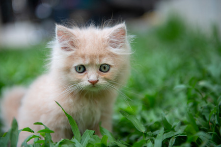 Cute little blue eyes cat lying in the grassの写真素材