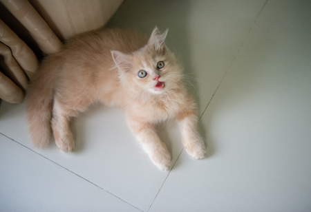 Cat is laying on the floorの写真素材