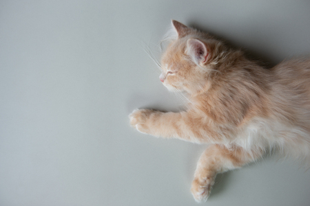 Cute cat is sleep on the floor - top viewの写真素材