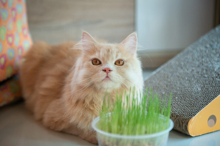 Close up of cure orange cute cat is laying on the floor with cat grassの写真素材