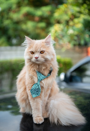 Cute cat with tie on the car loopの写真素材