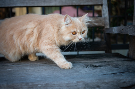 Cute yellow cat walking and ambush on the wooden chairの写真素材