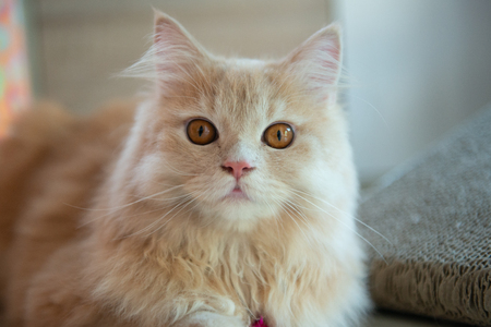 Close up of cute orange catの写真素材