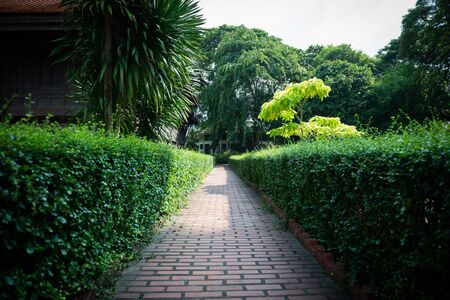 Walk way with trees along the path like a wall