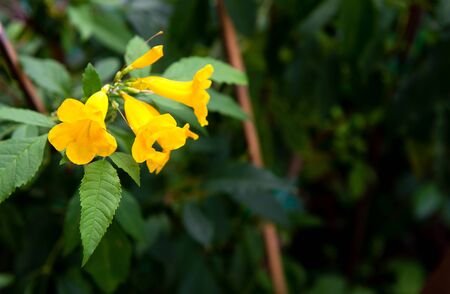 Yellow flower in the garden