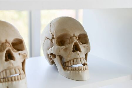 Close up human skull model placed on a hospital shelfの写真素材