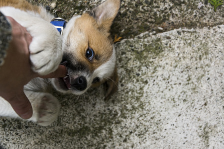 Photographed white and yellow puppy with blue necklace playing in the yard.の写真素材