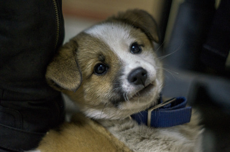 Photographed white and yellow puppy with blue necklace playing in the yard.