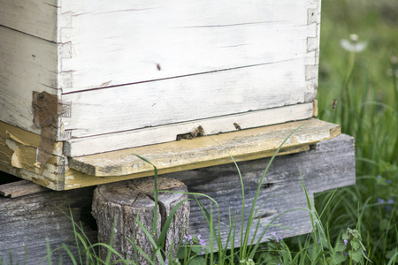 Photographed beehives in the meadows of northern Bosnia and Herzegovina.の写真素材