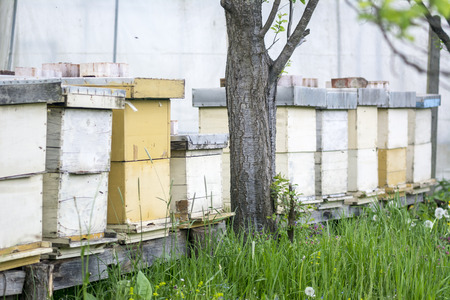 Photographed beehives in the meadows of northern Bosnia and Herzegovina.の写真素材