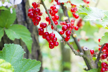 Ripe red currants on a bush close up.