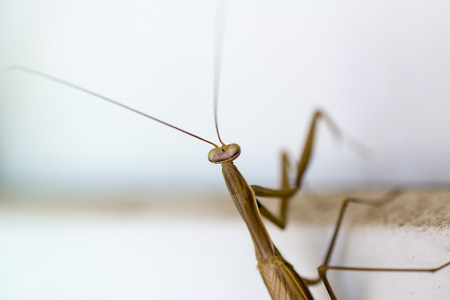 Mantis on the window.