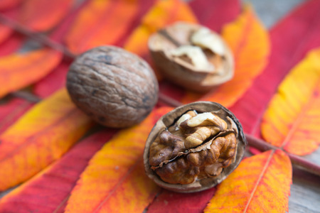 Close up walnuts on a autumn leavesの写真素材