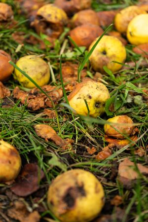 selective focus, small yellow apples fallen from a tree in the garden rot on the ground in autumnの写真素材