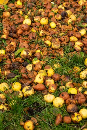 selective focus, small yellow apples fallen from a tree in the garden rot on the ground in autumnの写真素材
