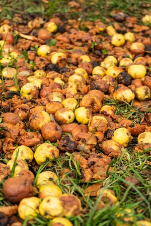 selective focus, small yellow apples fallen from a tree in the garden rot on the ground in autumnの写真素材