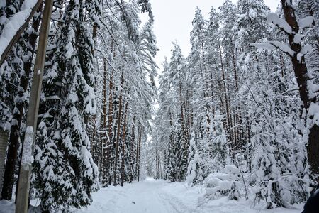 selective focus. Coniferous forest in winter, under a large layer of snow. Horizontal position, nobodyの写真素材