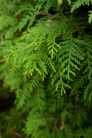 lush green fir-tree branches in the background image for the splash screen