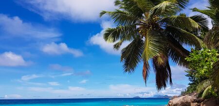 selective focus, nature with palm trees on the island, blue sky and tropical plants